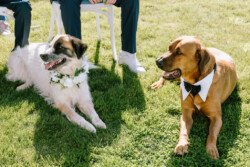 Two dogs, one wearing a white floral collar and the other in a black bow tie, lie on the grass beside seated individuals in suits, captured perfectly by Croftview Photos.